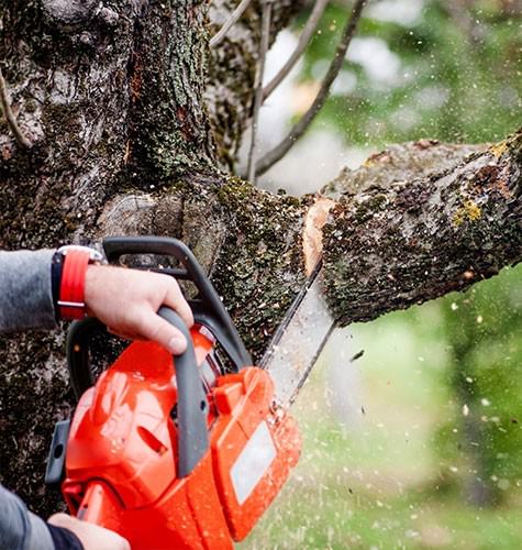 Услуга по спиливанию деревьев в Набережных Челнах